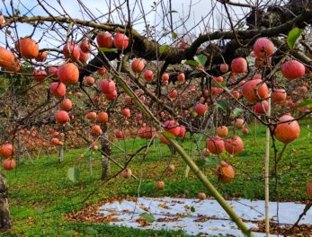 小石川りんご農園（りんごたくさん）